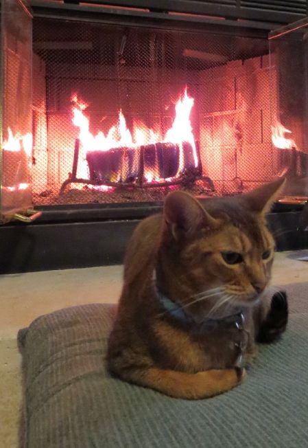 fireplace catt.jpg